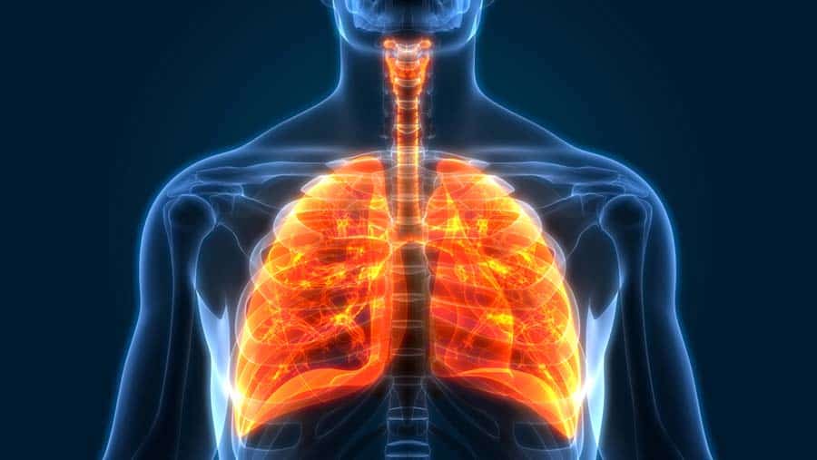 transparent x-ray style image of lungs in a body